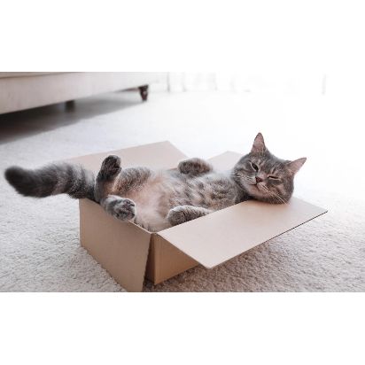 Les chats belges furieux qu’Amazon utilise moins de cartons pour ses livraisons