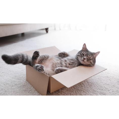 Les chats belges furieux qu’Amazon utilise moins de cartons pour ses livraisons
